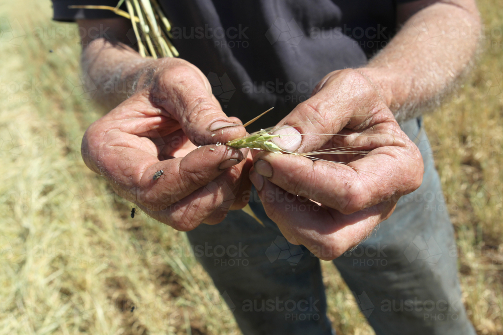 Farmers hands holding head of grain - Australian Stock Image