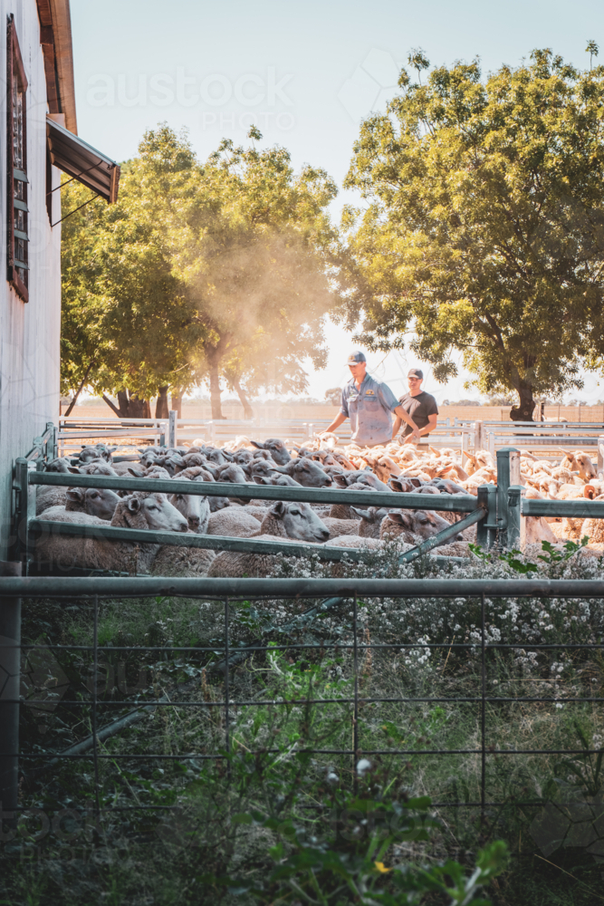 Farmers penning sheep by the shearing shed - Australian Stock Image