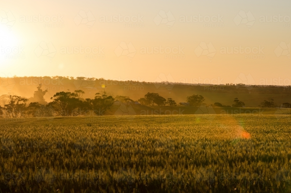 Farming landscape in the Avon Valley region of Western Australia - Australian Stock Image
