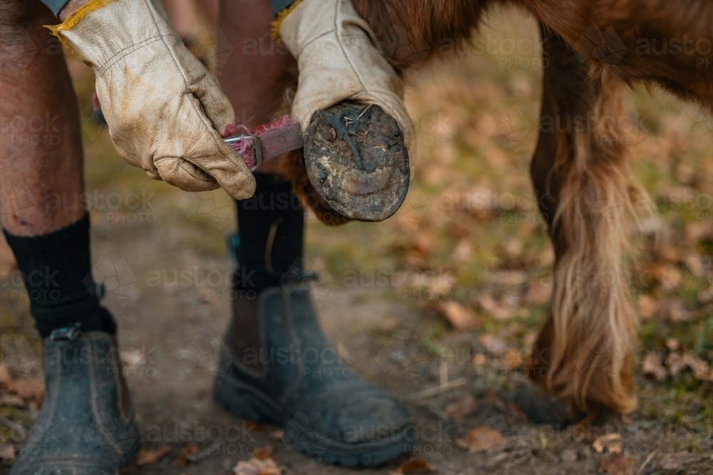 Farrier holding up horse's foot to display shoe - Australian Stock Image