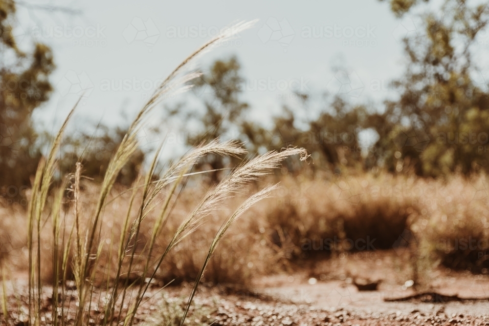 Feathery grass in dry brown landscape in heat of the day - Australian Stock Image