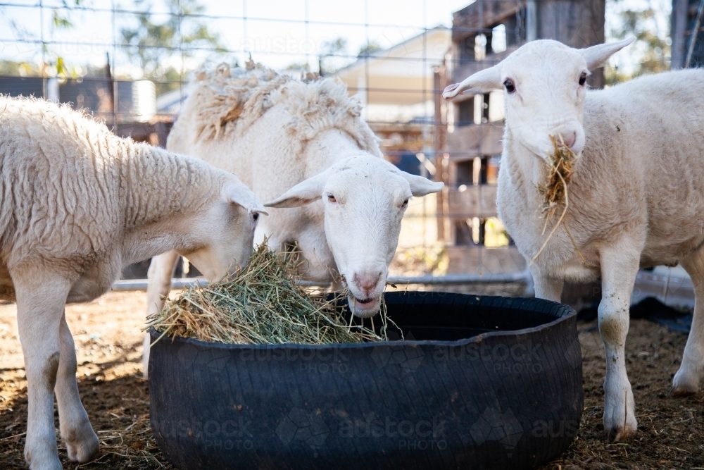 Feeding hay to white dorper sheep in drought - Australian Stock Image