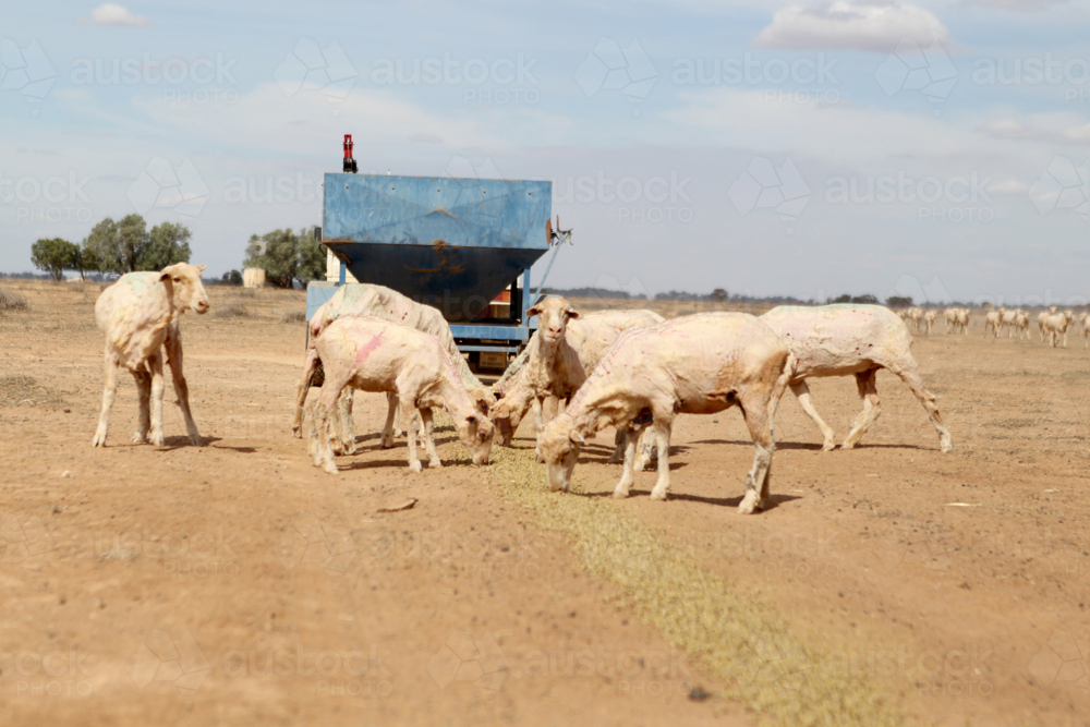 feeding livestock on sheep farm during drought - Australian Stock Image