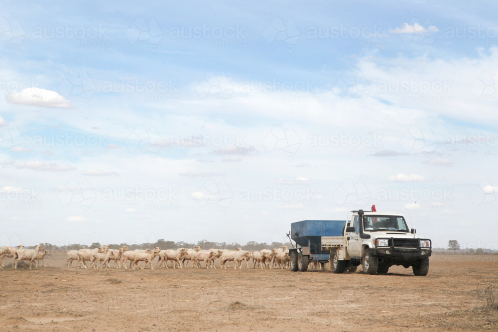 feeding livestock on sheep farm during drought - Australian Stock Image