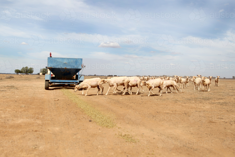 feeding livestock on sheep farm during drought - Australian Stock Image