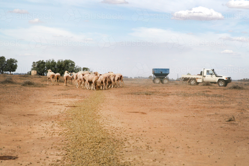 feeding livestock on sheep farm during drought - Australian Stock Image