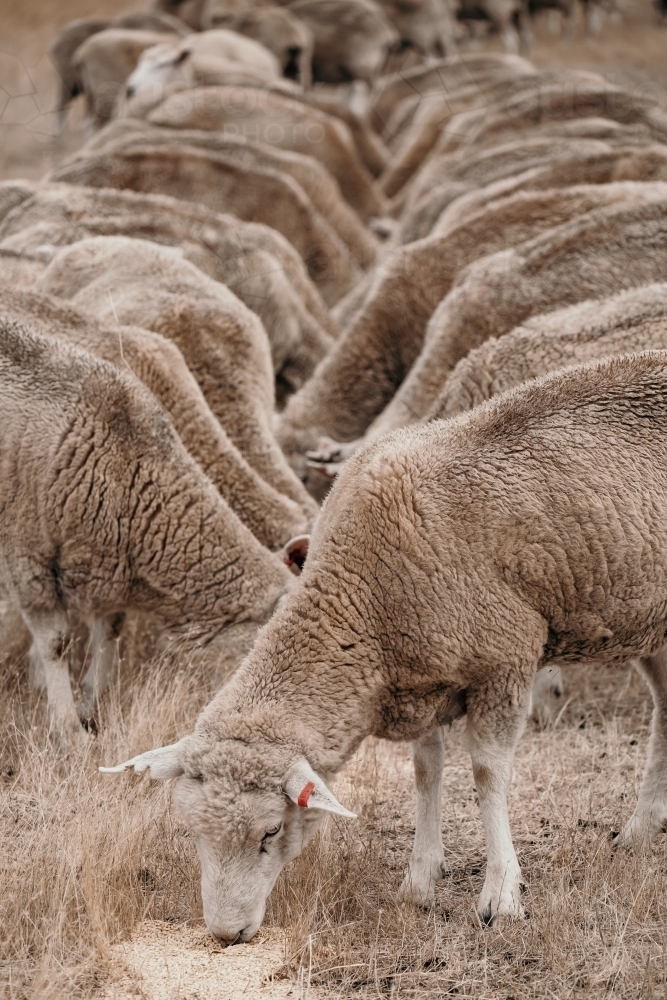 Feeding sheep grain. - Australian Stock Image