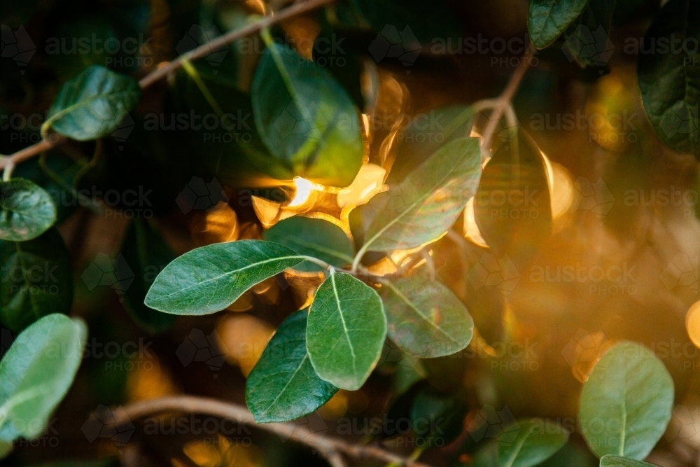 Feijoa leaves with golden sunlight flaring through the bush - Australian Stock Image