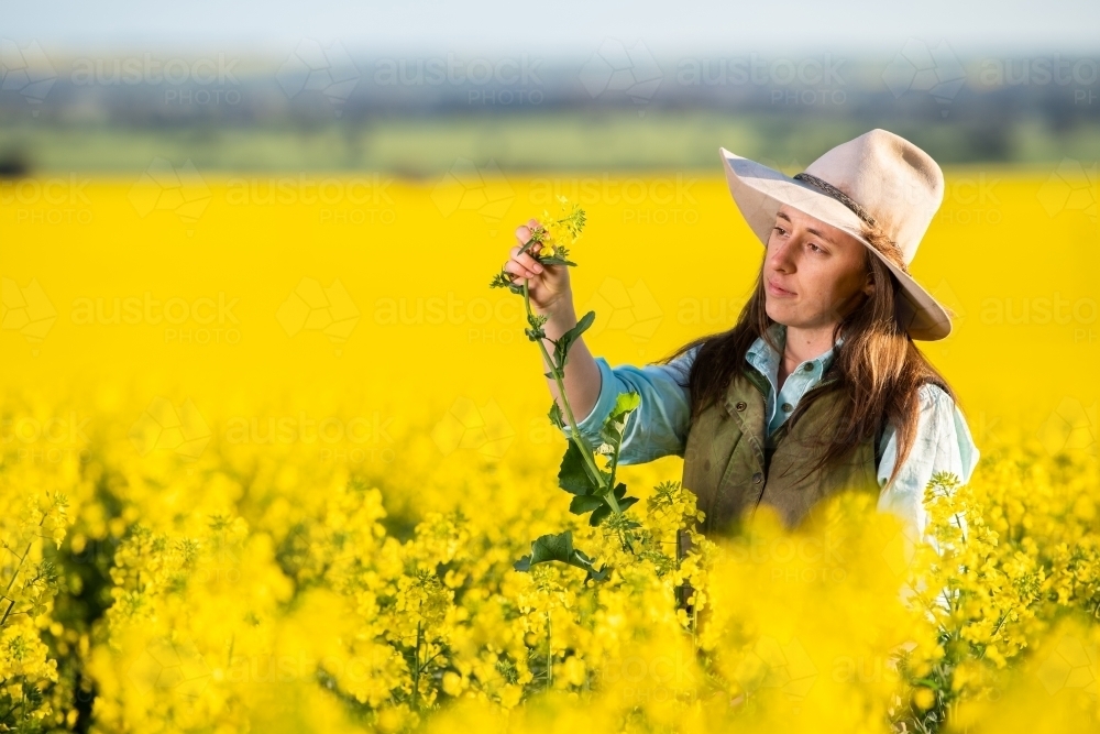 Female farmer inspects canola crop in late-afternoon light - Australian Stock Image