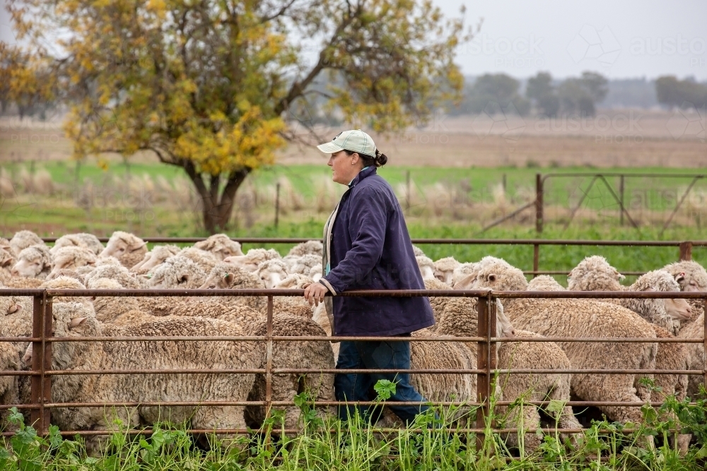 Female farmer working in sheep yards - Australian Stock Image