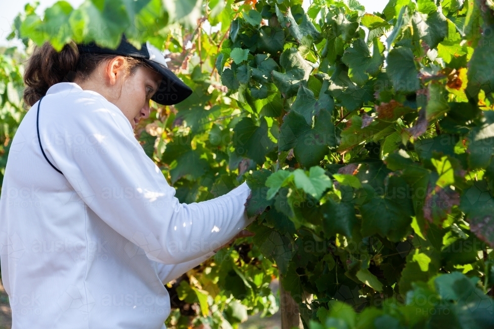 Female grape picker doing casual work in a vineyard picking grapes - Australian Stock Image