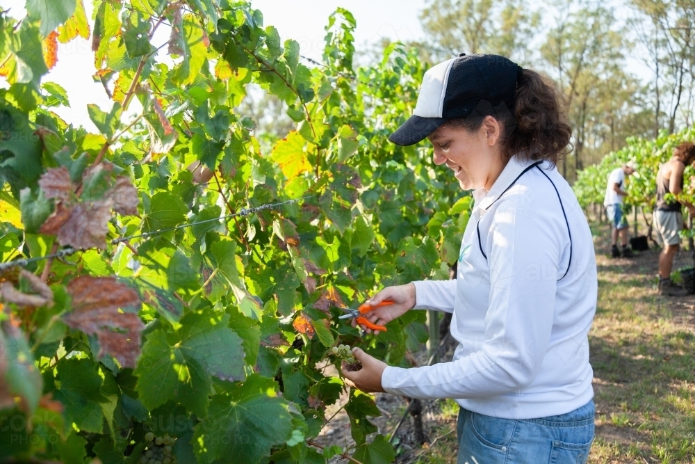 Female grape picker doing casual work in a vineyard picking grapes - Australian Stock Image