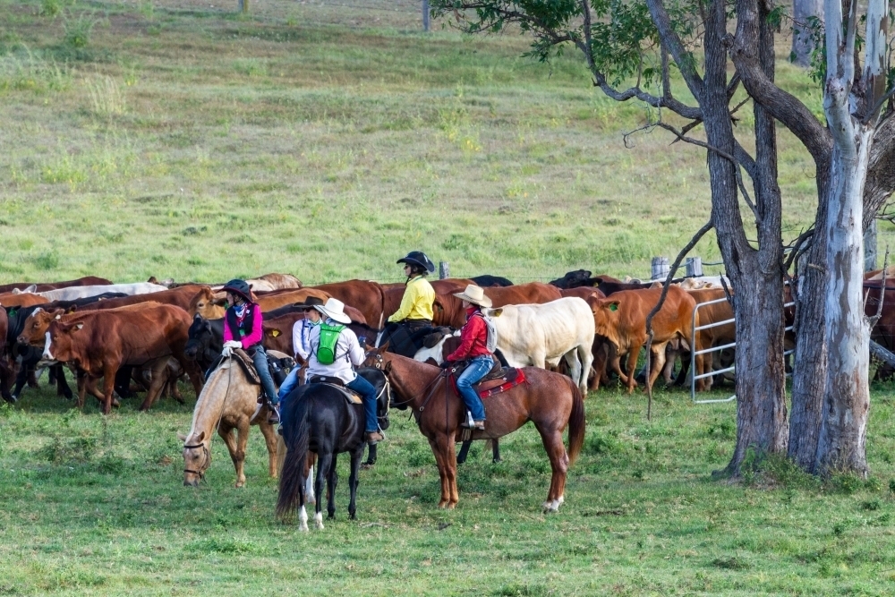 Female horse riders counting the mob of cattle going past a metal gate. - Australian Stock Image