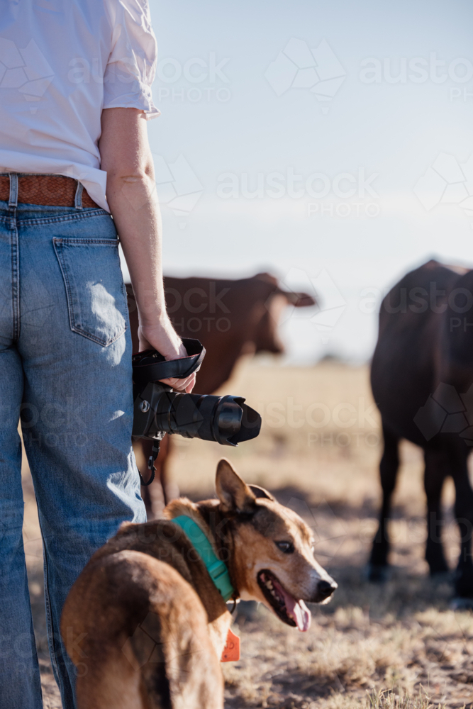 Female photographer facing away holding camera with dog and cattle - Australian Stock Image