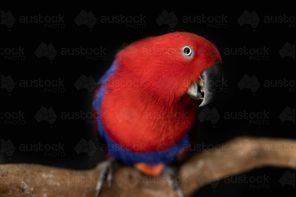 female red and blue captive eclectus parrot ( Eclectus roratus) sitting on a branch - Australian Stock Image
