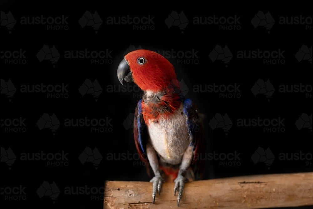 female red and blue eclectus parrot ( Eclectus roratus), the bird is missing feathers from plucking - Australian Stock Image