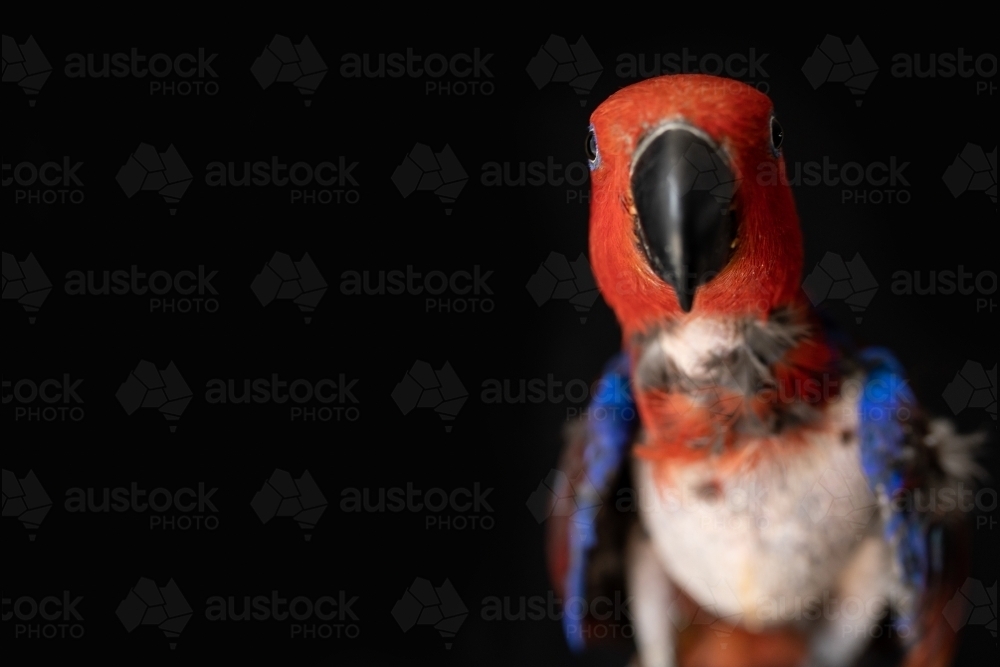 female red and blue eclectus parrot ( Eclectus roratus), the bird is missing feathers from plucking - Australian Stock Image