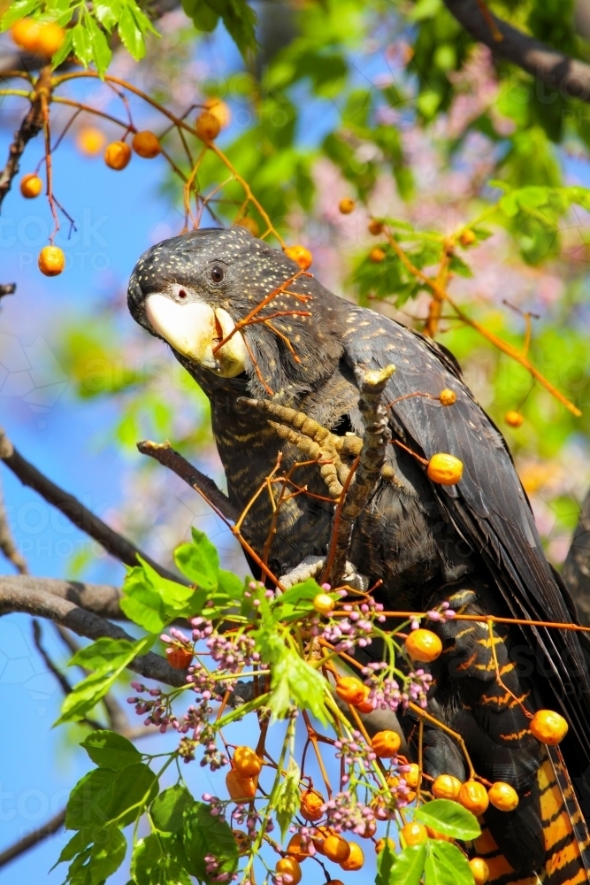 female red tailed black cockatoo