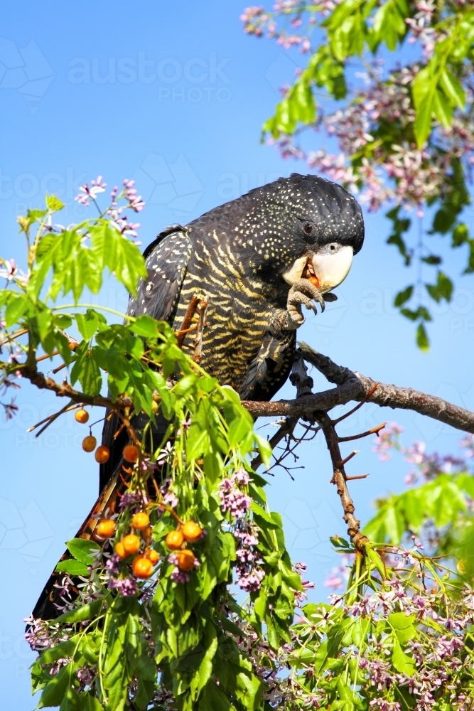 Female Red-tailed Black-Cockatoo feeding on a chinaberry tree. - Australian Stock Image