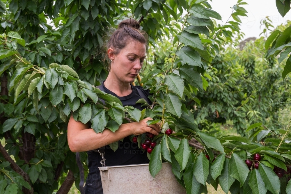 Female seasonal worker picking cherries - Australian Stock Image