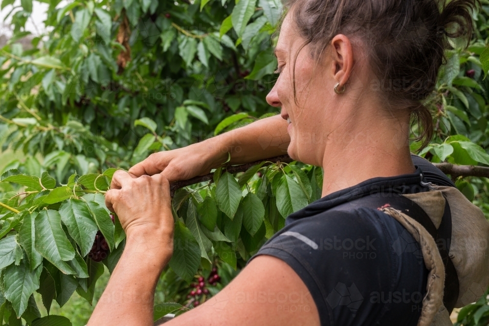 Female seasonal worker picking cherries - Australian Stock Image