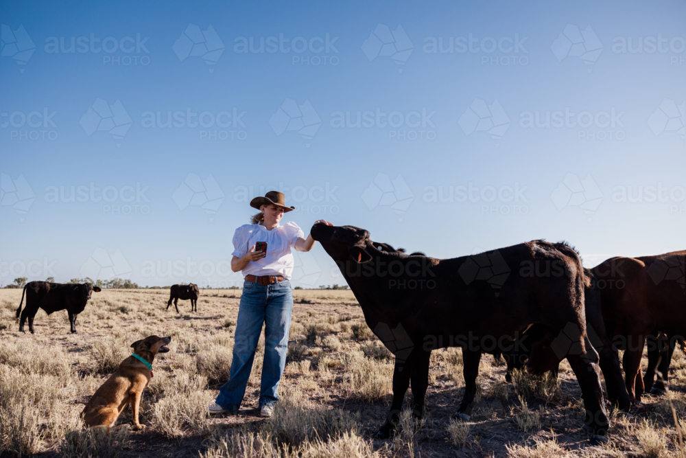 Female standing patting a cow in a paddock with dog watching. - Australian Stock Image