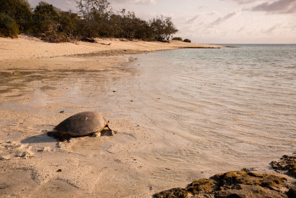 Female turtle heading back out to sea after nesting on Heron Island - Australian Stock Image