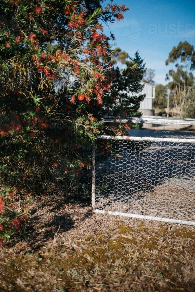 Fence with native bottle brush tree on the side - Australian Stock Image