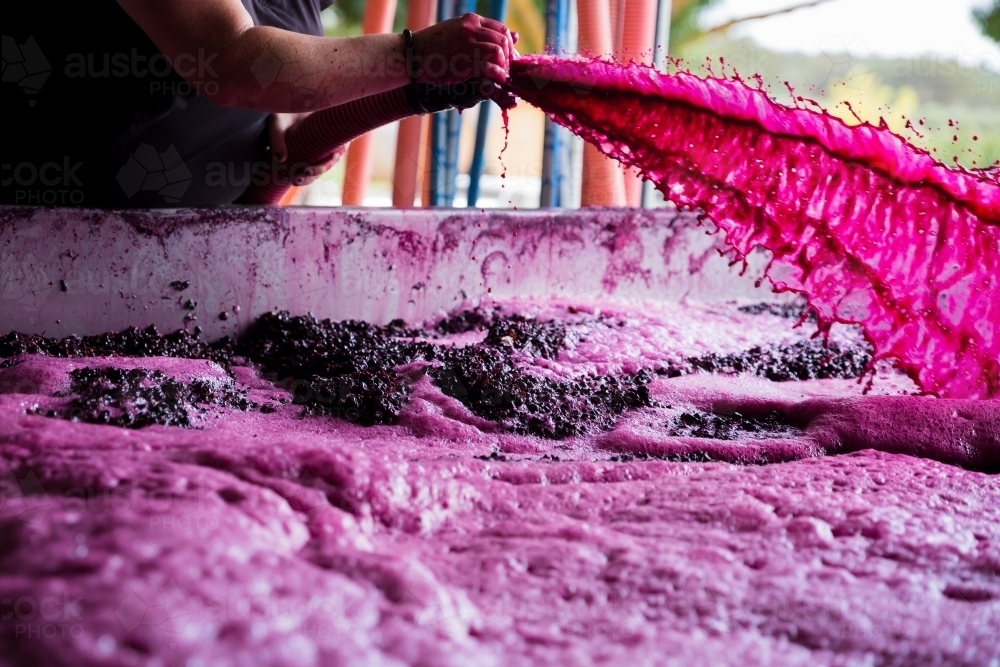 Fermenting Red Grape Sprayed through Hose - Australian Stock Image