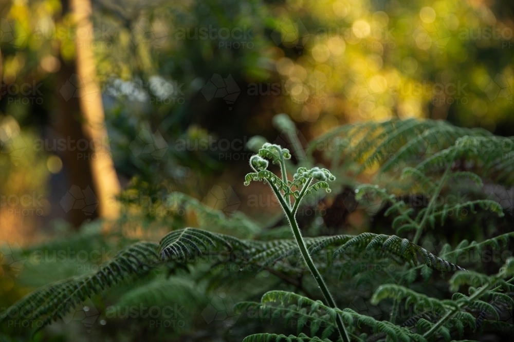 fern fronds unfurling - Australian Stock Image