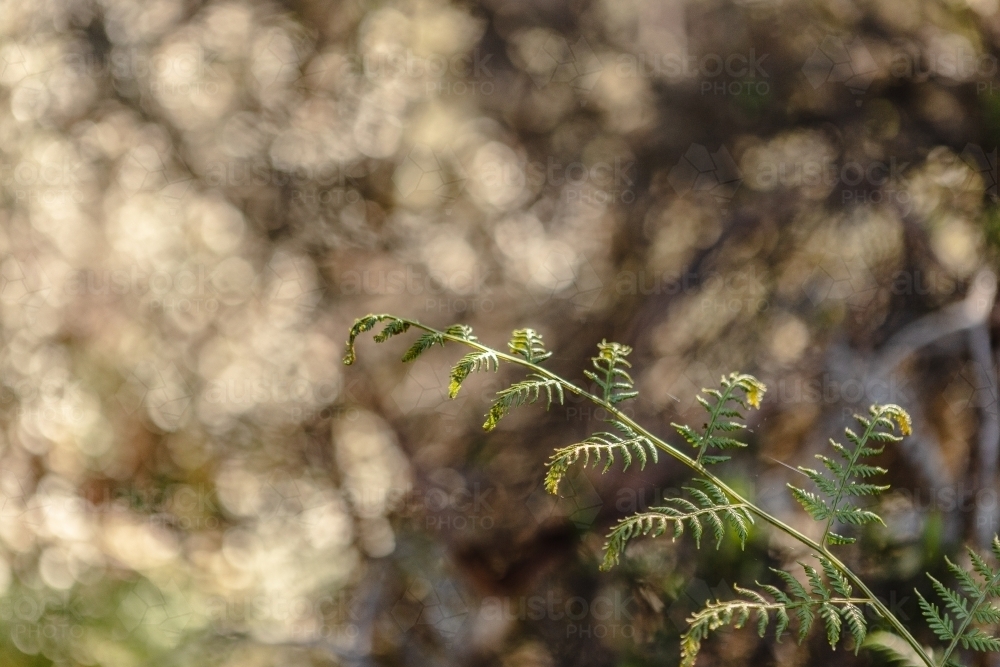 Fern in afternoon sunlight - Australian Stock Image