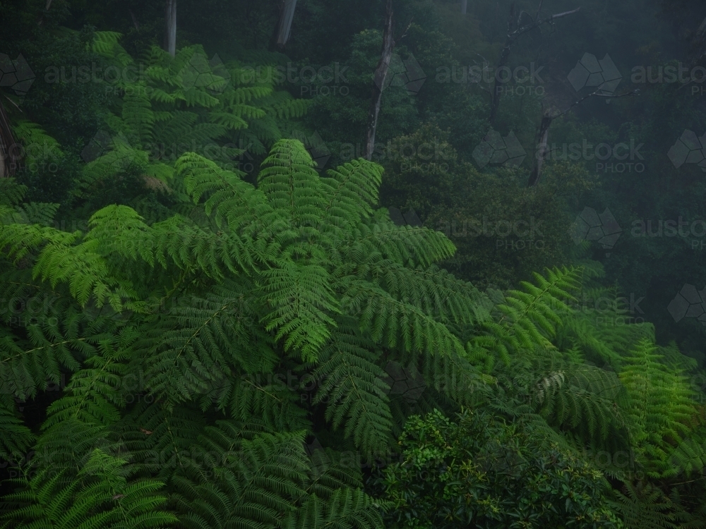 Ferns in a misty forest - Australian Stock Image