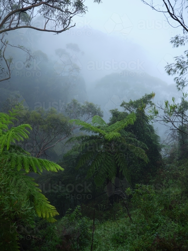 Ferns in a misty forest - Australian Stock Image