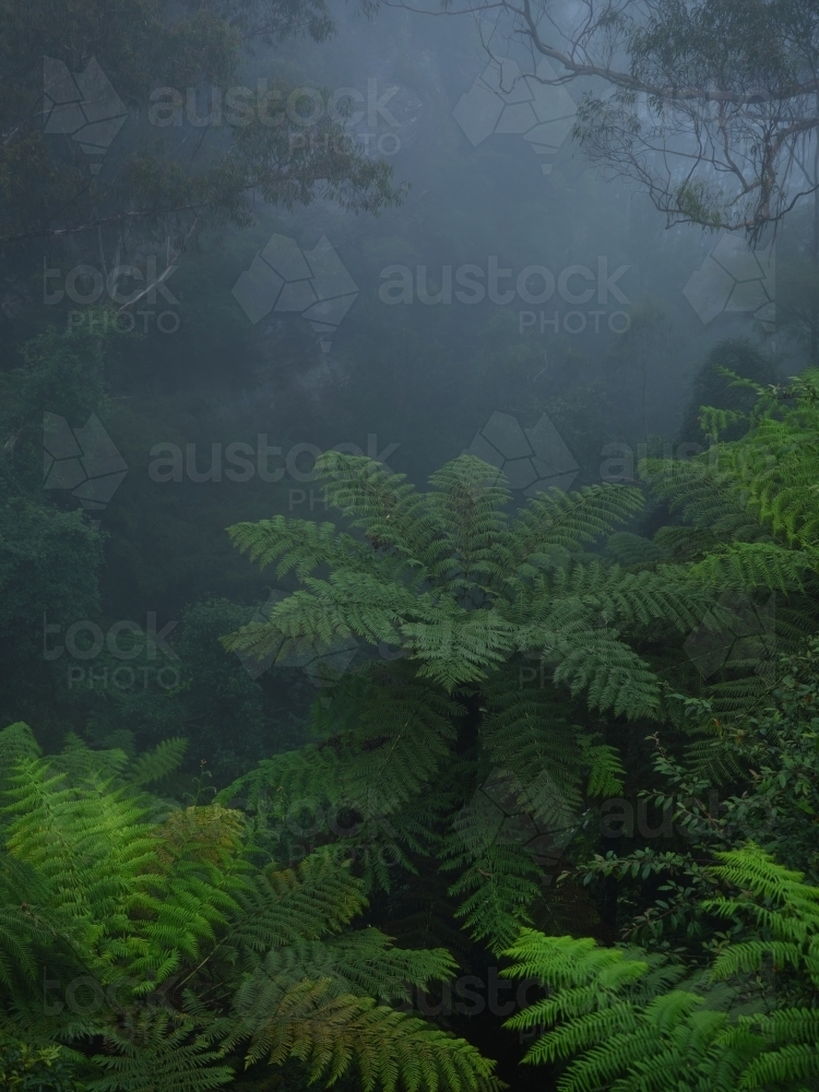 Ferns in a misty rainforest - Australian Stock Image