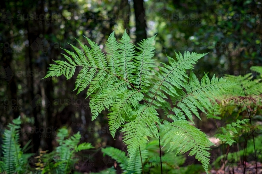 ferns in a rain forest - Australian Stock Image