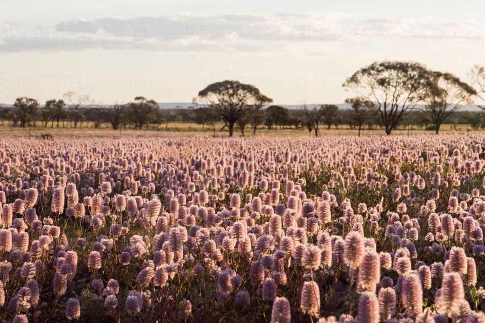 Field of Australian wild flowers - Australian Stock Image