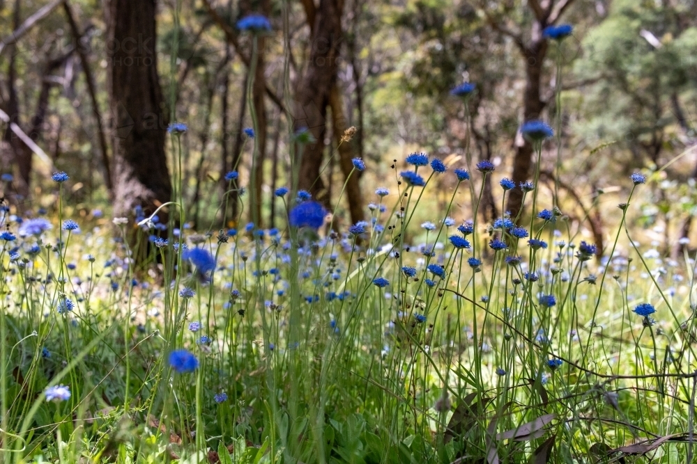 Field of blue pincushions in woodland - Australian Stock Image