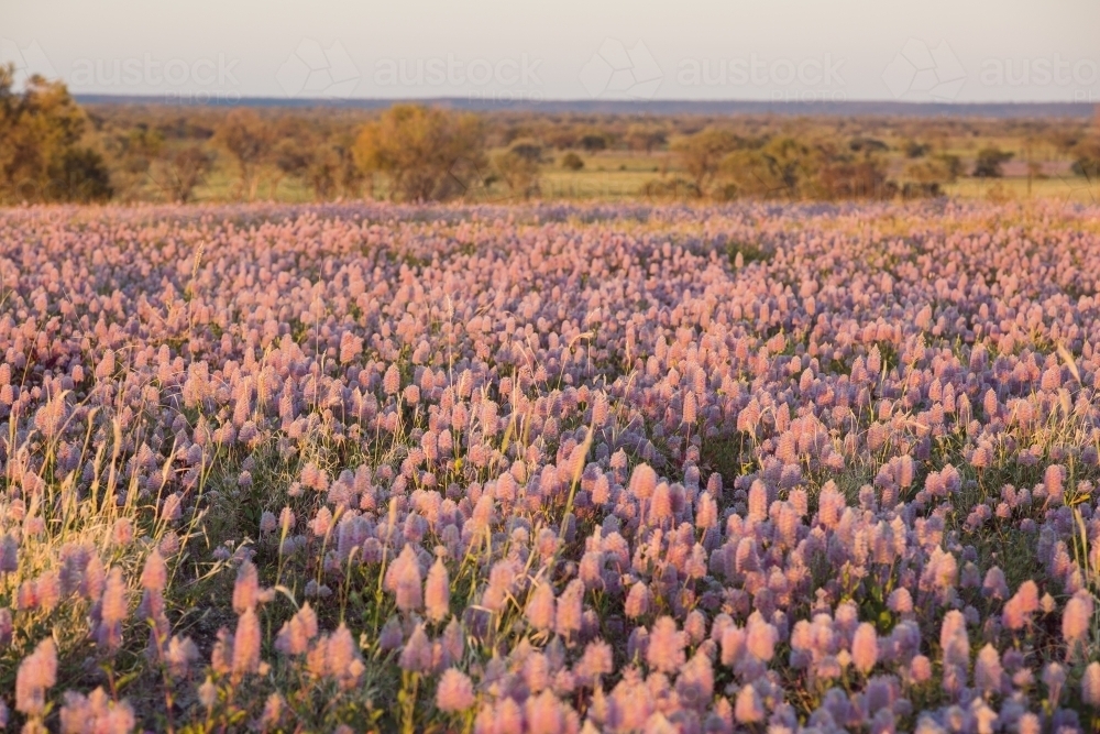 Field of mauve wild flowers - Australian Stock Image