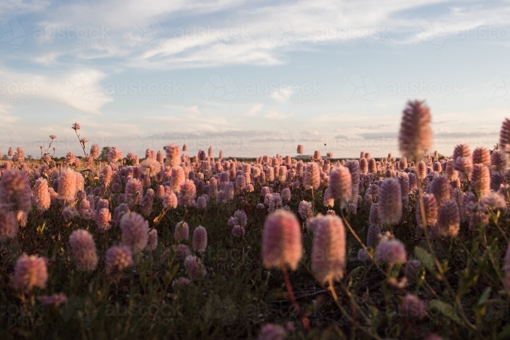 Field of mulla-mulla wild flowers - Australian Stock Image