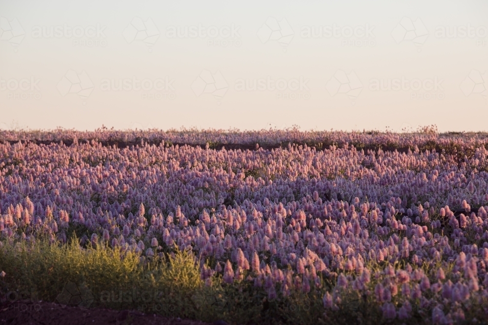 Field of native flowers with shadows - Australian Stock Image