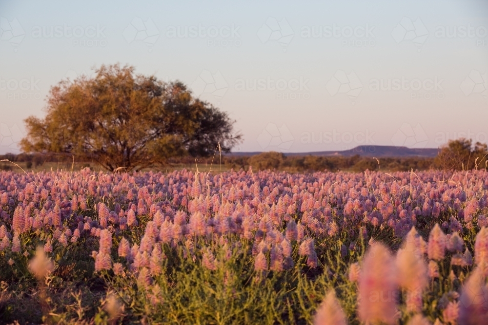 Field of native flowers with tree on left - Australian Stock Image