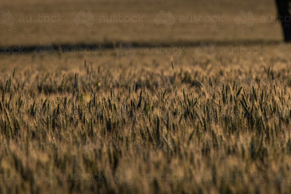 Field of wheat at sunset - Australian Stock Image