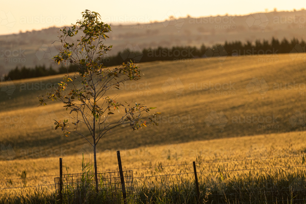 Field of wheat at sunset with young gum tree in foreground - Australian Stock Image