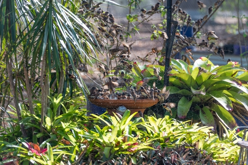 Finches having a bath in the garden - Australian Stock Image