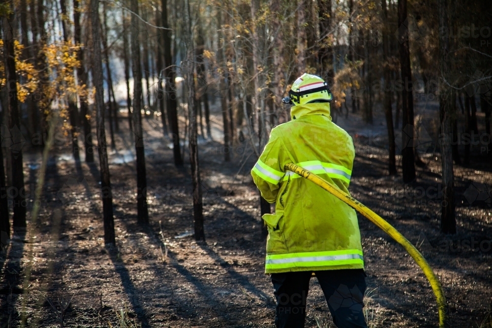 Fire and rescue worker with hose in trees putting out a grass fire - Australian Stock Image