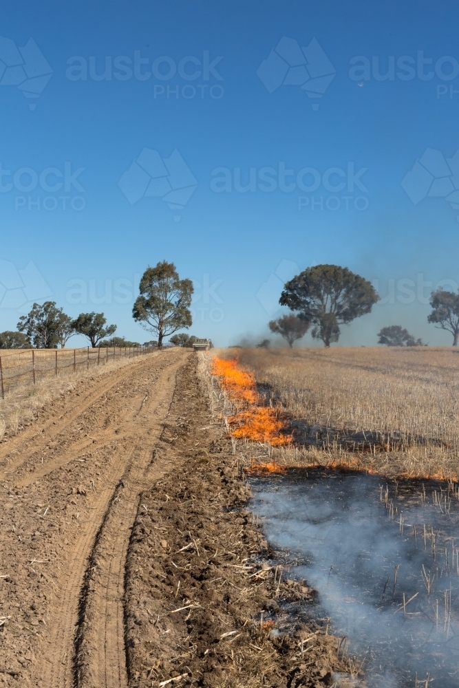 Fire burning a canola windrow to remove weed seed burden - Australian Stock Image