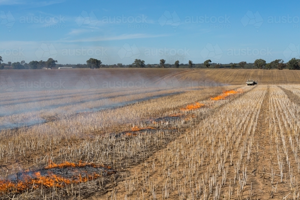 Fire burning a canola windrow to remove weed seed burden - Australian Stock Image