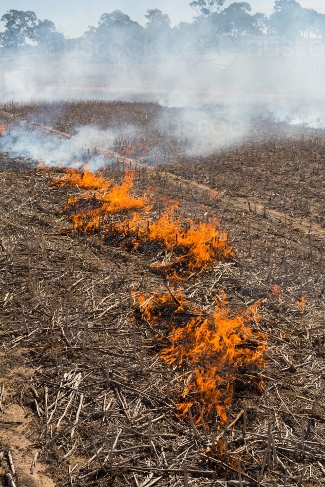 Fire burning a canola windrow to remove weed seed burden - Australian Stock Image