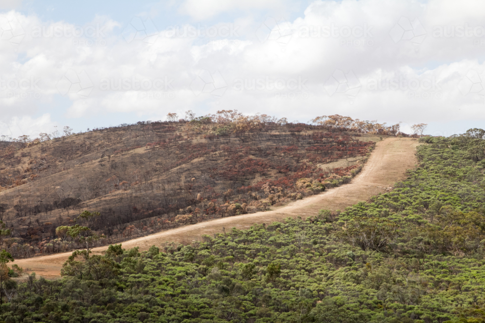 Firebreak dividing burnt forest with green trees - Australian Stock Image