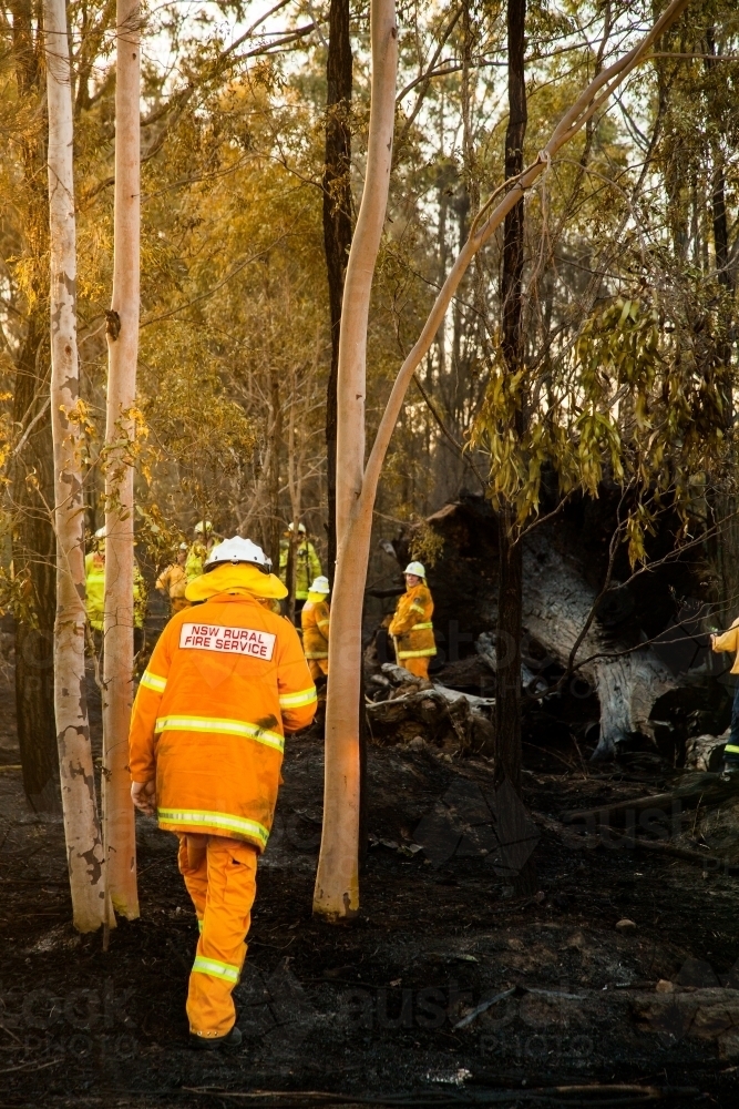 Firefighters in bright reflective workwear fighting grass fire among trees - Australian Stock Image